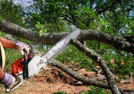 Best Tree Trimming and Pruning  in Mendota, CA